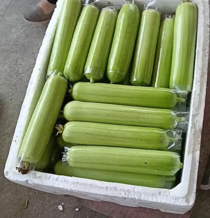 精品丝瓜，名叫丝瓜