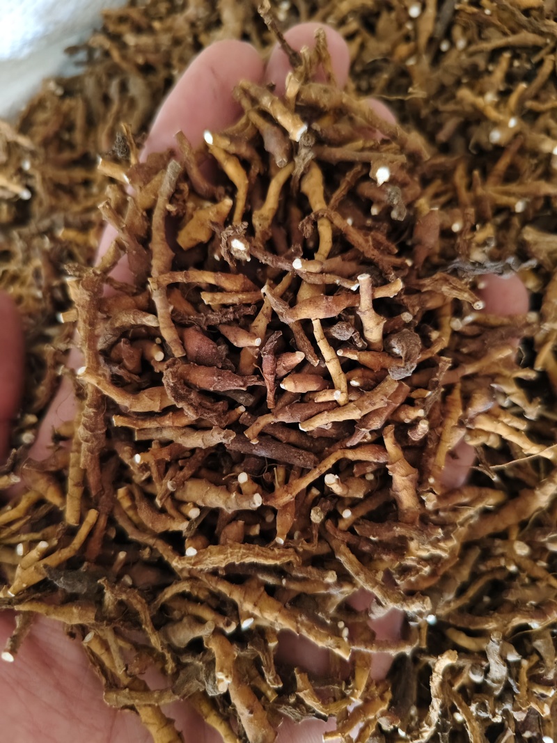 九节菖蒲水洗无杂质九节菖蒲批发零售