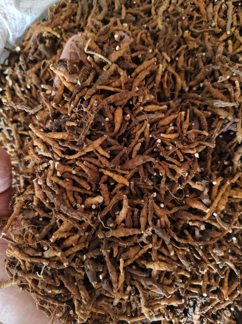 九节菖蒲水洗无杂质九节菖蒲批发零售