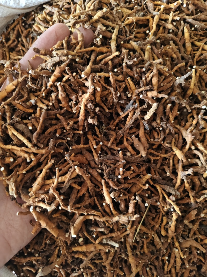 九节菖蒲水洗无杂质九节菖蒲批发零售