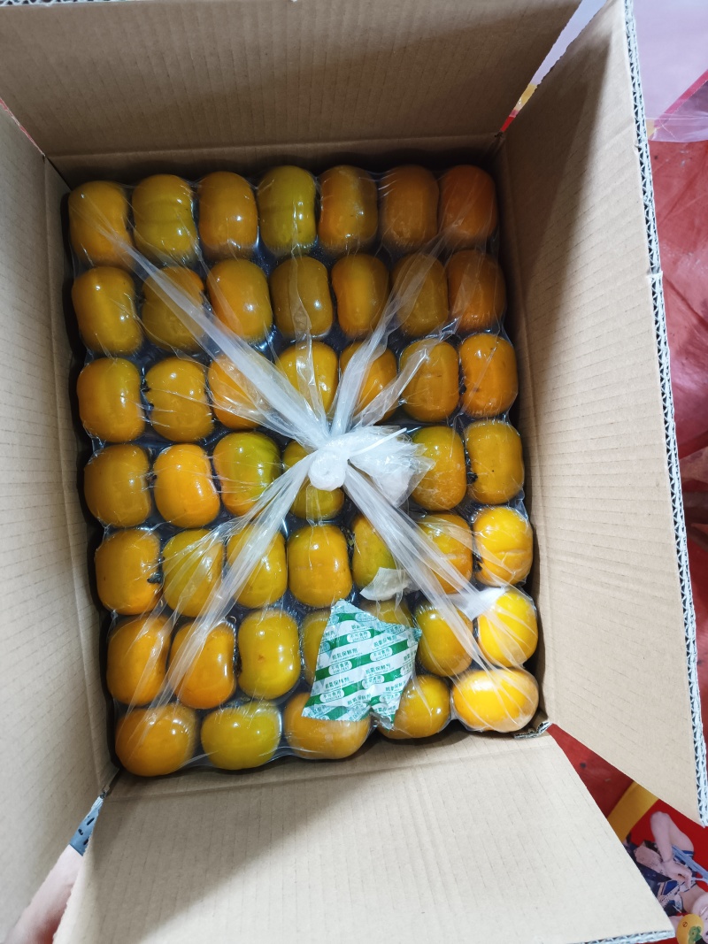 广西桂林恭城大红柿子巧克力柿子，甜脆柿子，