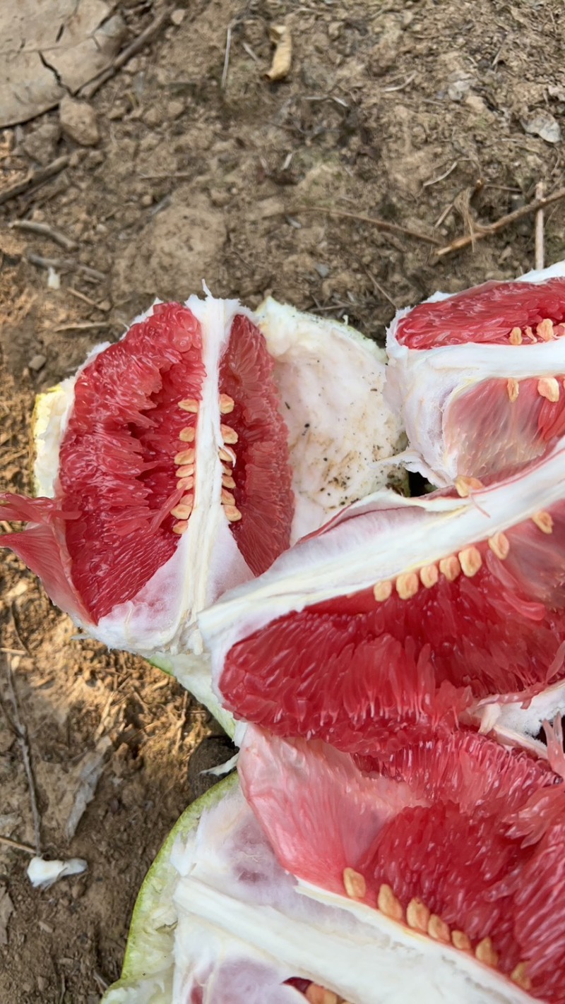 湖南精品套袋红心蜜柚大量现货供应产地一手货源欢迎咨询