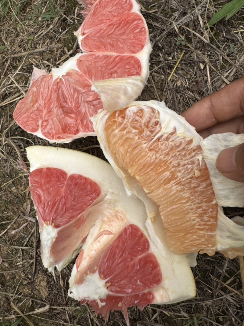 湖南精品套袋红心蜜柚大量现货供应产地一手货源欢迎咨询