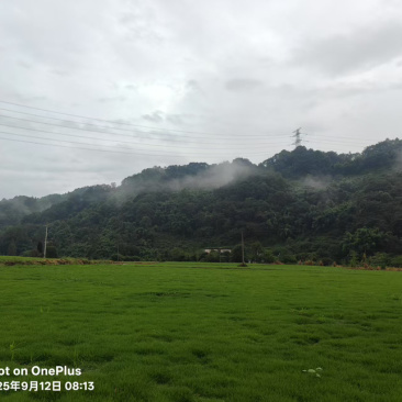 马尼拉草皮贵阳基地