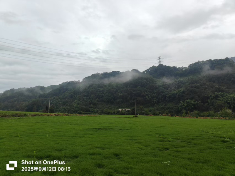 马尼拉草皮贵阳基地