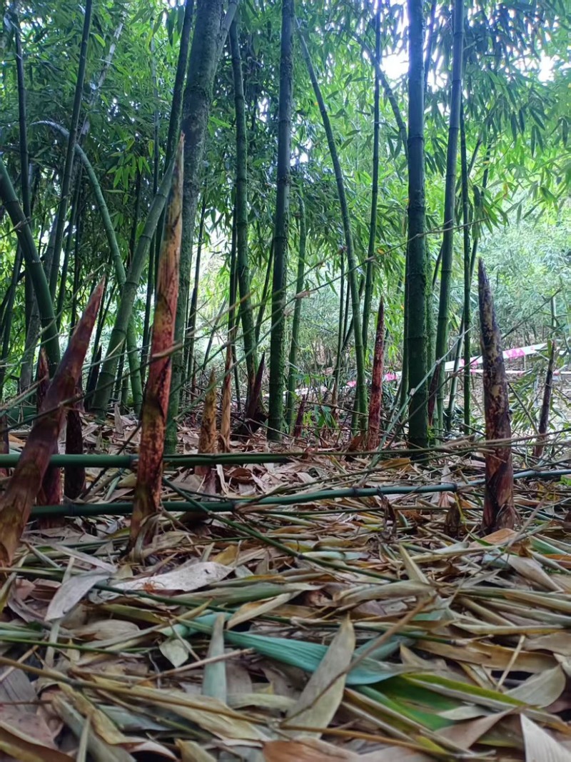 竹笋新鲜竹笋贵州方竹笋大量上市，产地直发，可视频看货