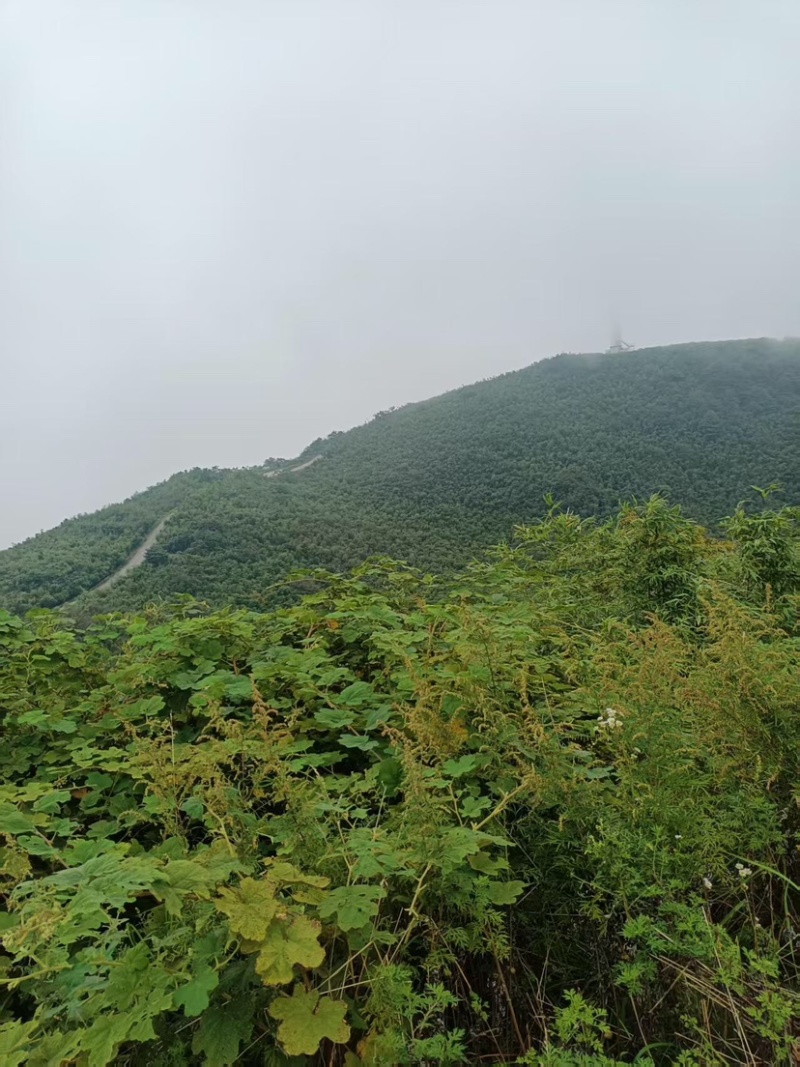 竹笋新鲜竹笋贵州方竹笋大量上市，产地直发，可视频看货