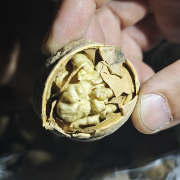 阿克苏温185核桃