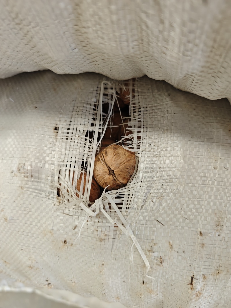 阿克苏温185核桃