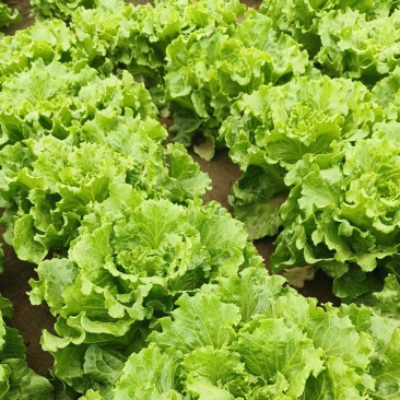 精品现货意大利奶油生菜，常年有货，基地直发