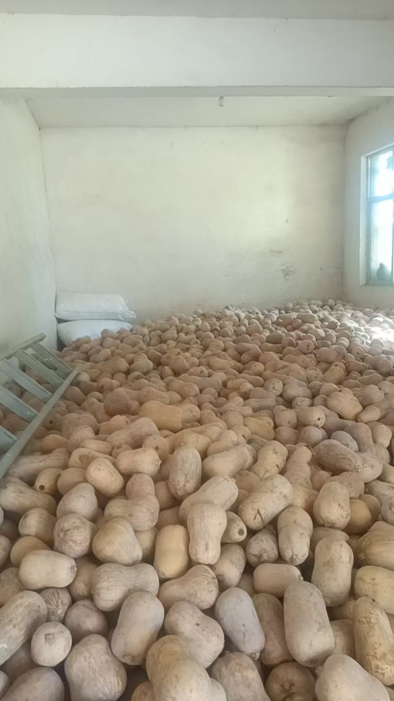 枕头南瓜养殖专用
