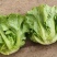 精品现货意大利奶油生菜，常年有货，基地直发