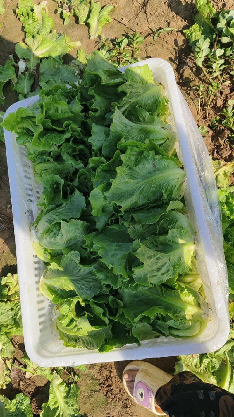 精品现货意大利奶油生菜，常年有货，基地直发
