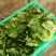 精品现货意大利奶油生菜，常年有货，基地直发