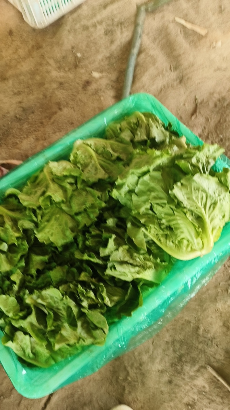 精品现货意大利奶油生菜，常年有货，基地直发