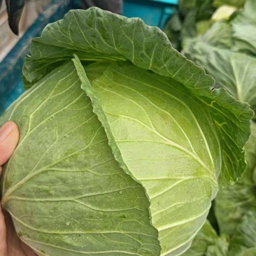 奥奇娜，墨玉包菜大量上市，质量保证，欢迎采购