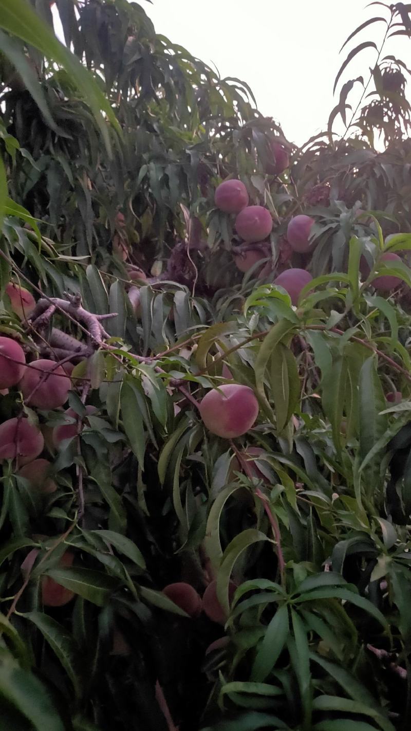嵩山蜜桃，离核，脆甜爽口，没苦味。