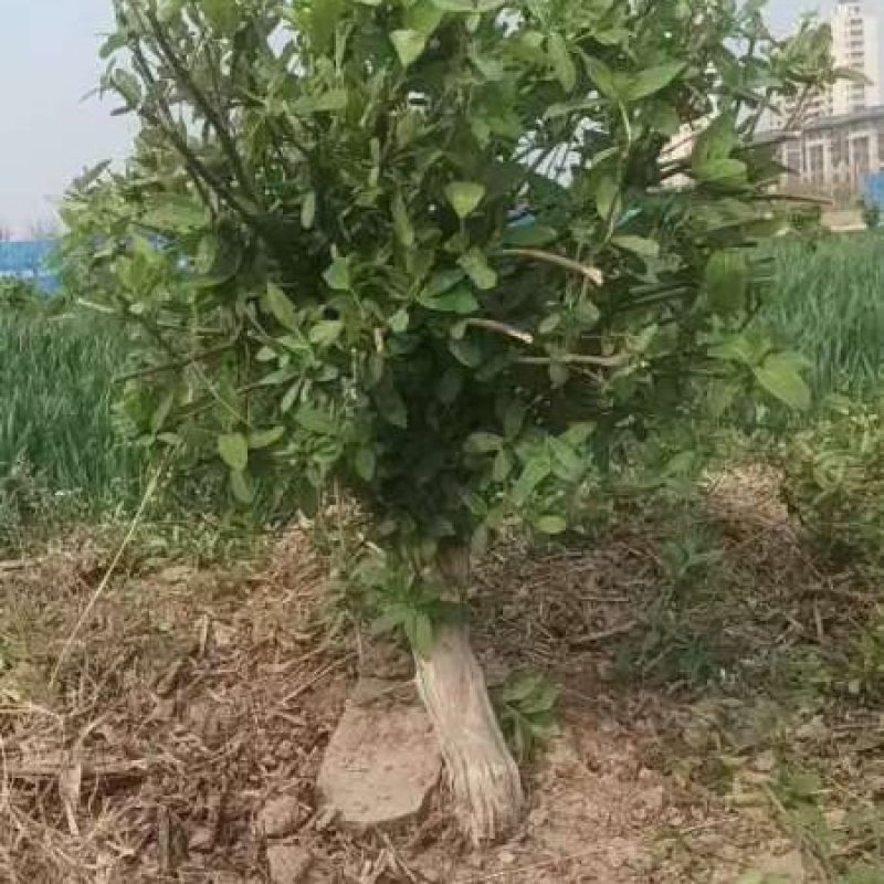 5公分占地金银花树，大量现货供应需要你就来
