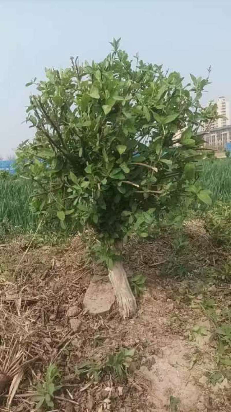 5公分占地金银花树，大量现货供应需要你就来
