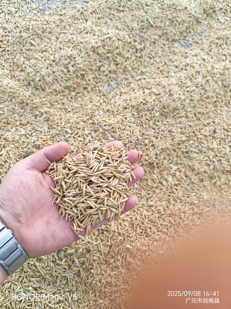 超泰米玉针香