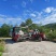 超泰米玉针香