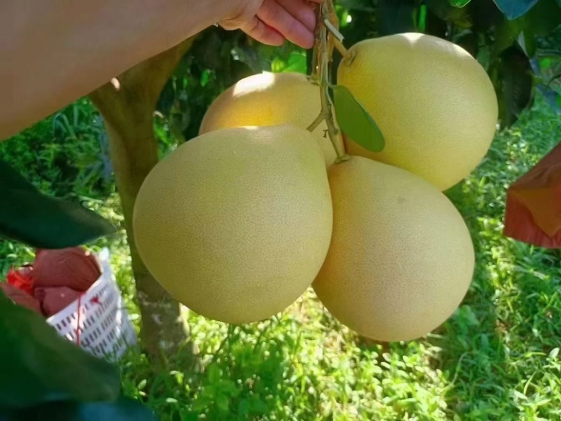 福建琯溪蜜柚