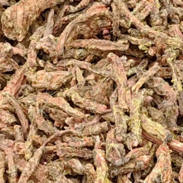 大花红景天新鲜野生的含量百分百达标保证