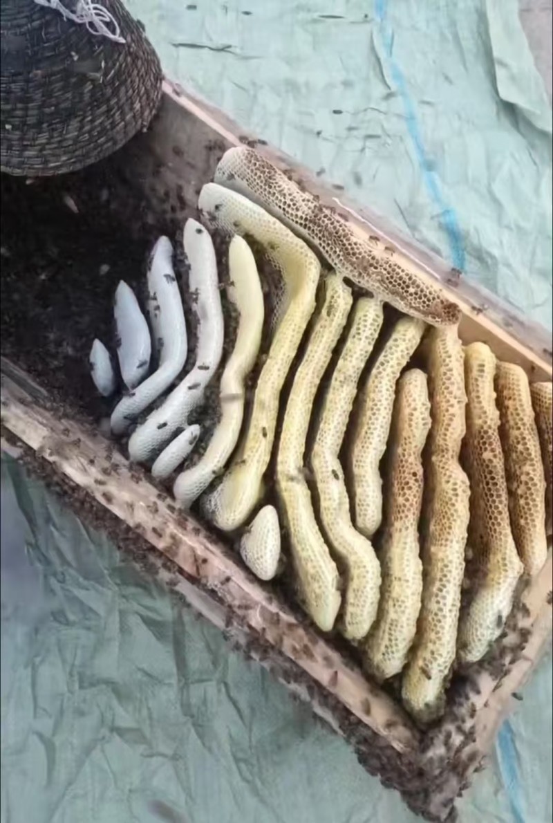 自家粉条