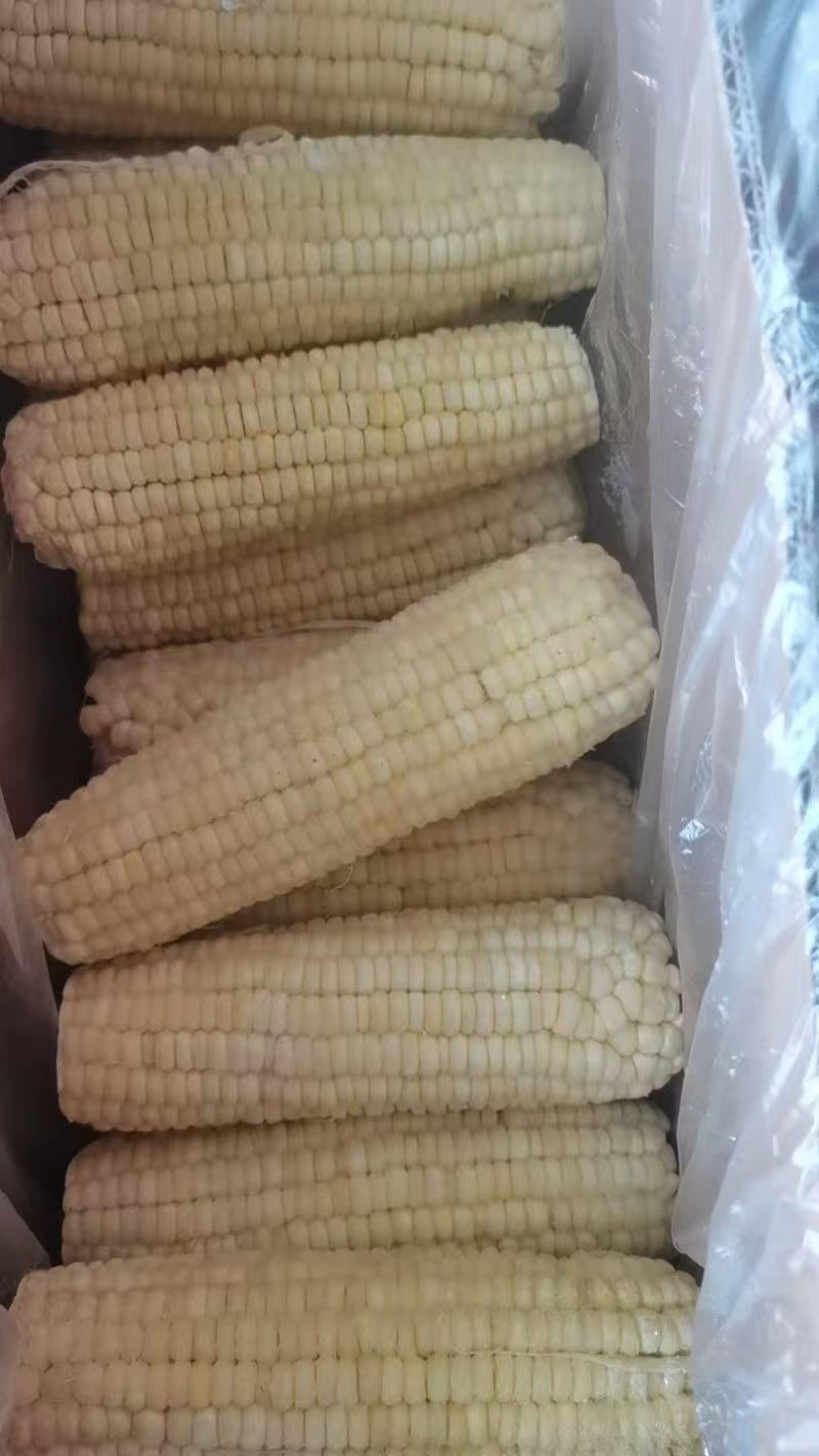 东北冰糖糯玉米，