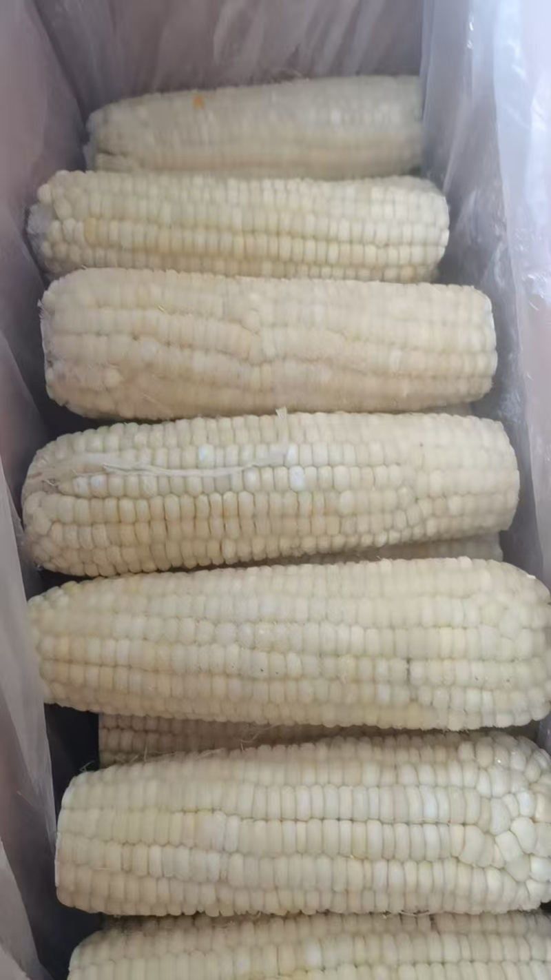 东北冰糖糯玉米，