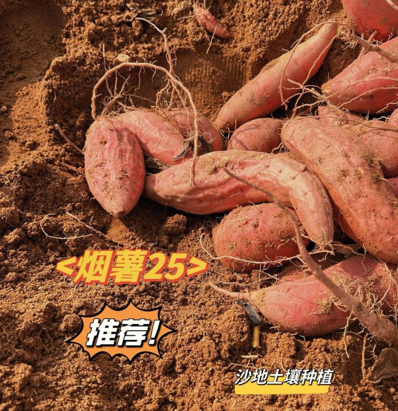 【烟薯红薯】唐山烟薯/常年供应/商品薯、烤红薯、加工薯