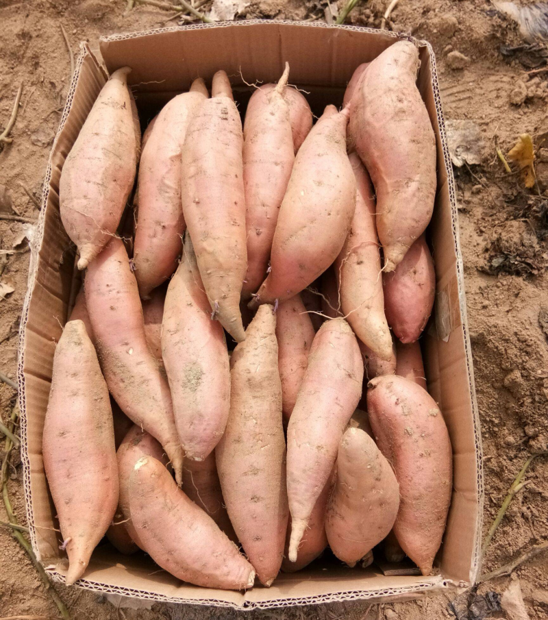 【烟薯红薯】唐山烟薯/常年供应/商品薯、烤红薯、加工薯