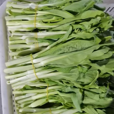 湖北白菜苔大量上市，欢迎老板来电，一直到明年三月份都有货