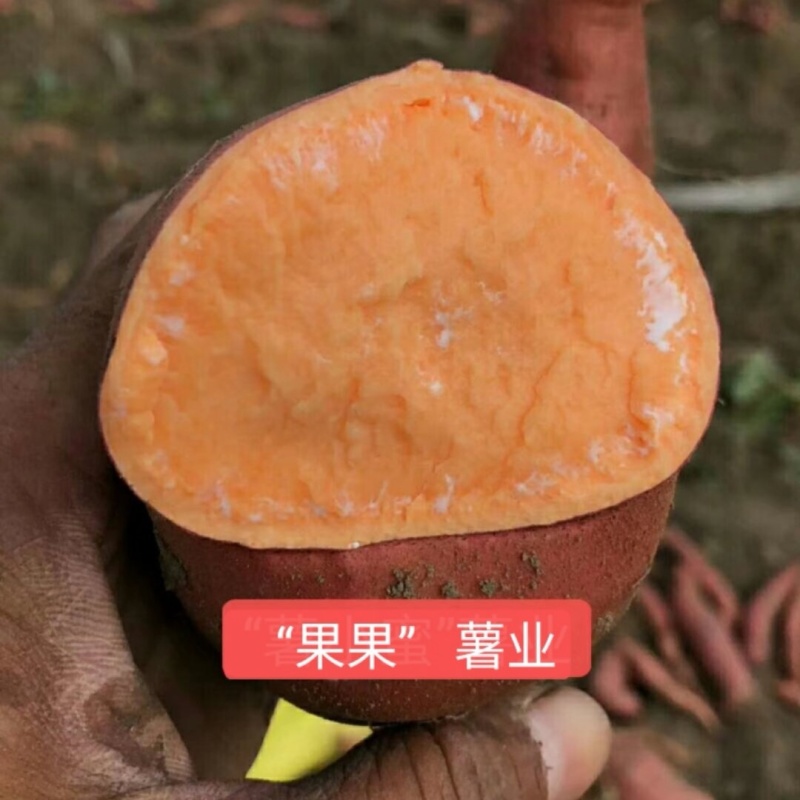 《精选》唐山烟薯红薯/商品薯烤薯加工薯/产地代发全国