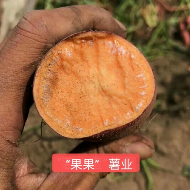 《精选》唐山烟薯红薯/商品薯烤薯加工薯/产地代发全国