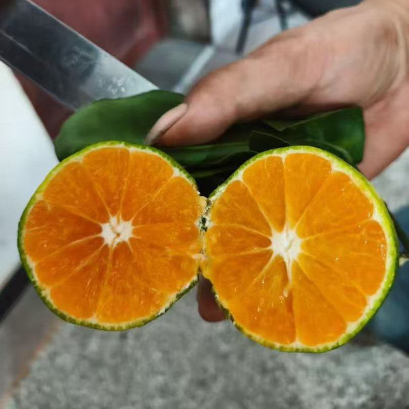 精品蜜橘小叶蜜橘特早蜜桔大量供应可视频看货欢迎来电