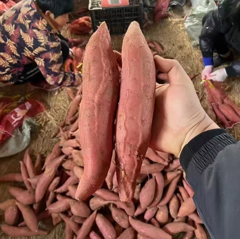 《精选》唐山烟薯红薯/商品薯烤薯加工薯/产地代发全国