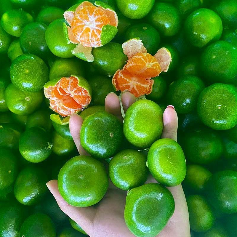 精品蜜橘小叶蜜橘特早蜜桔大量供应可视频看货欢迎来电