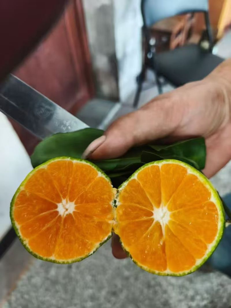 精品蜜橘小叶蜜橘特早蜜桔大量供应可视频看货欢迎来电