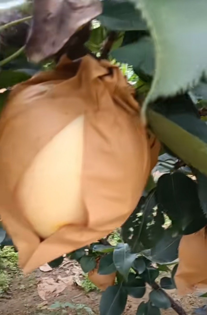 黄金梨