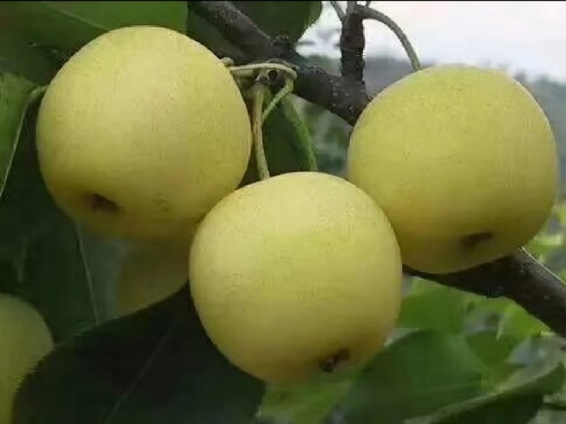 黄金梨