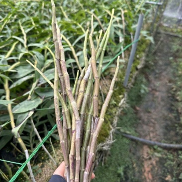 铁皮石斛鲜条石斛新鲜铁皮石斛紫皮石斛云南深紫色
