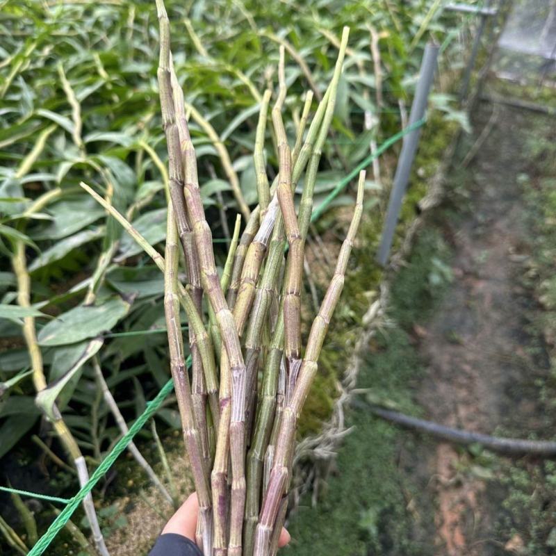 铁皮石斛鲜条石斛新鲜铁皮石斛紫皮石斛云南深紫色
