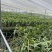 铁皮石斛鲜条石斛新鲜铁皮石斛紫皮石斛云南深紫色