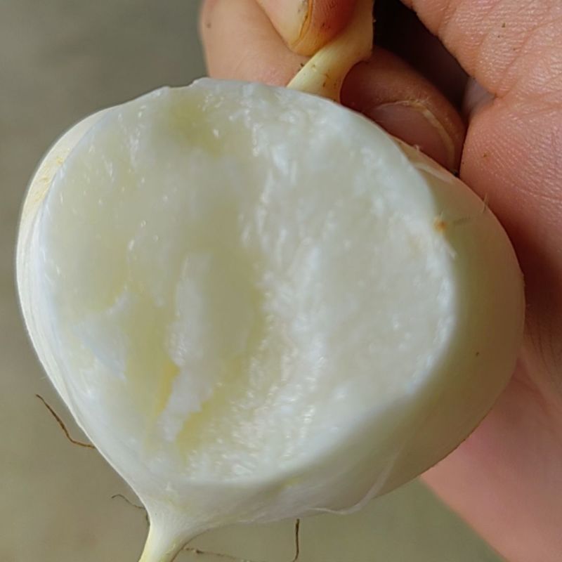 凉薯豆薯大量供应湖北凉薯可视频看货欢迎来电采购