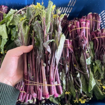 红菜苔湖北菜苔大量供应可视频看货欢迎来电采购