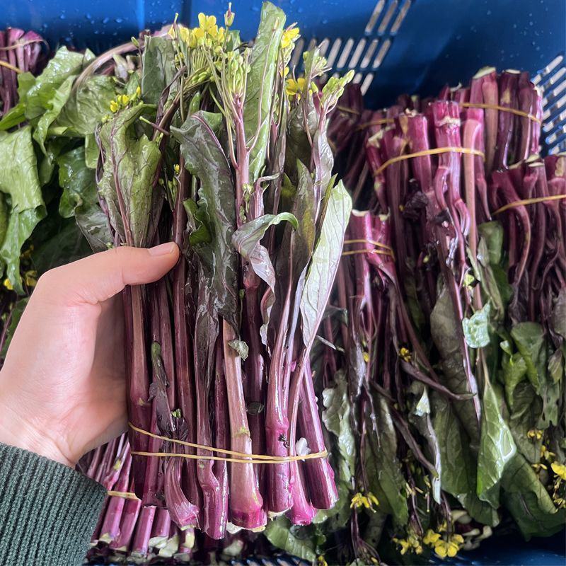 红菜苔湖北菜苔大量供应可视频看货欢迎来电采购