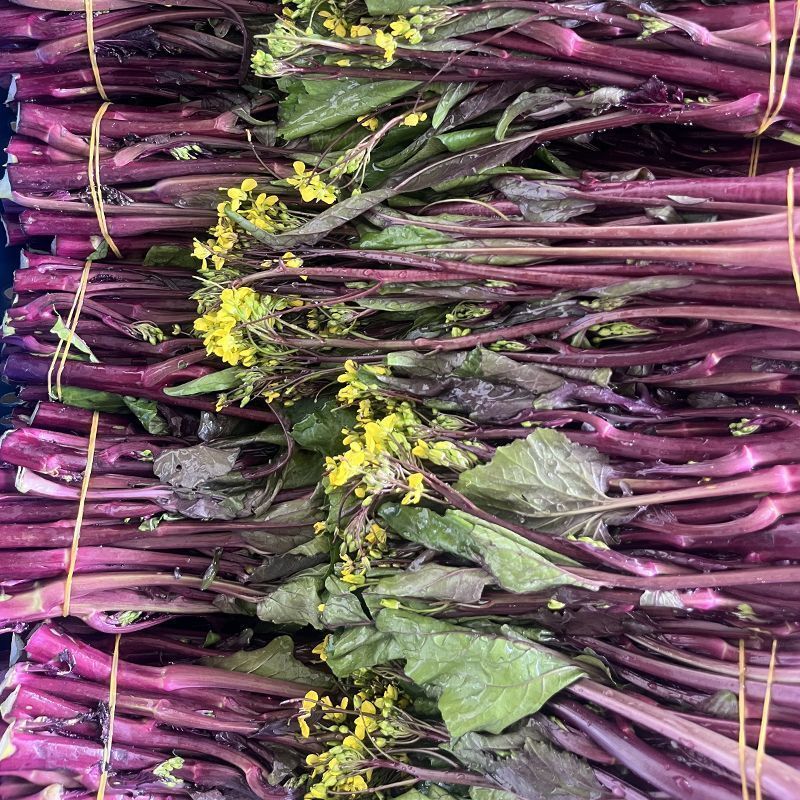 红菜苔湖北菜苔大量供应可视频看货欢迎来电采购