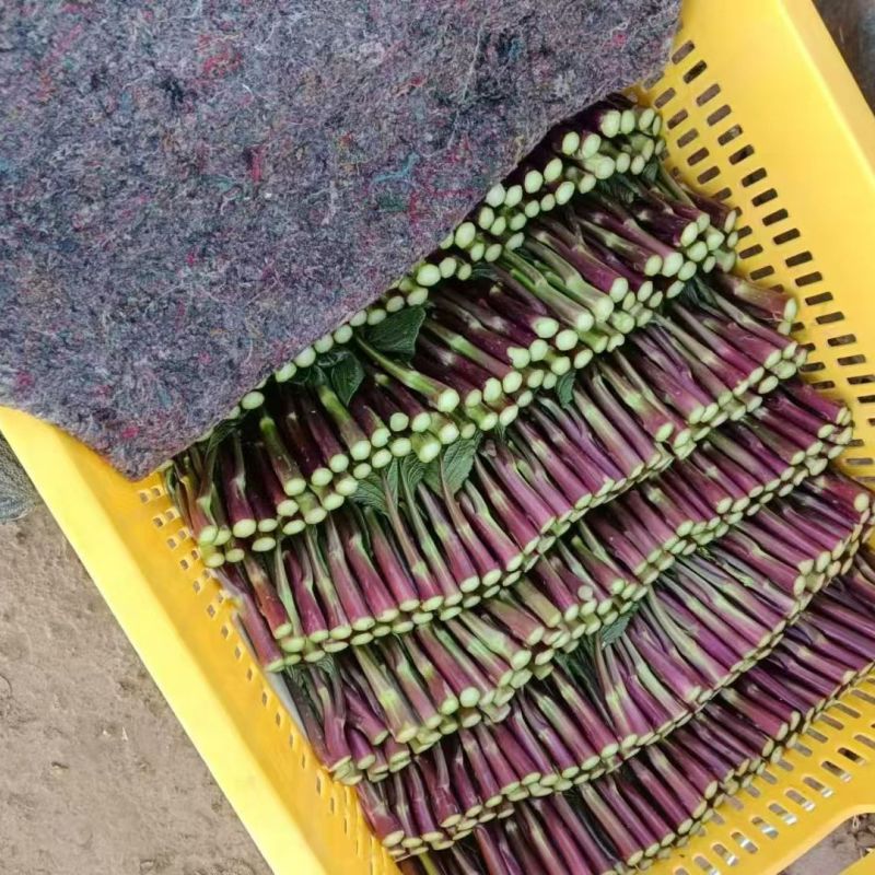 红菜苔湖北菜苔大量供应可视频看货欢迎来电采购