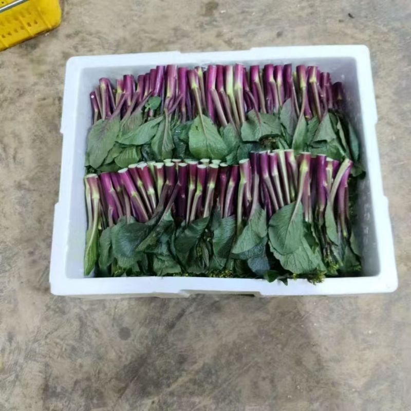 红菜苔湖北菜苔大量供应可视频看货欢迎来电采购